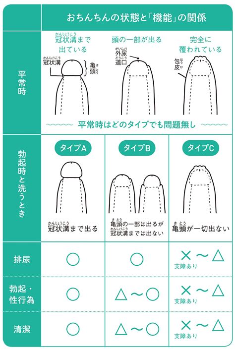 男の子皮むく時期 2歳|教えて！男の子の性器の洗い方・皮の剥き方やケアの。